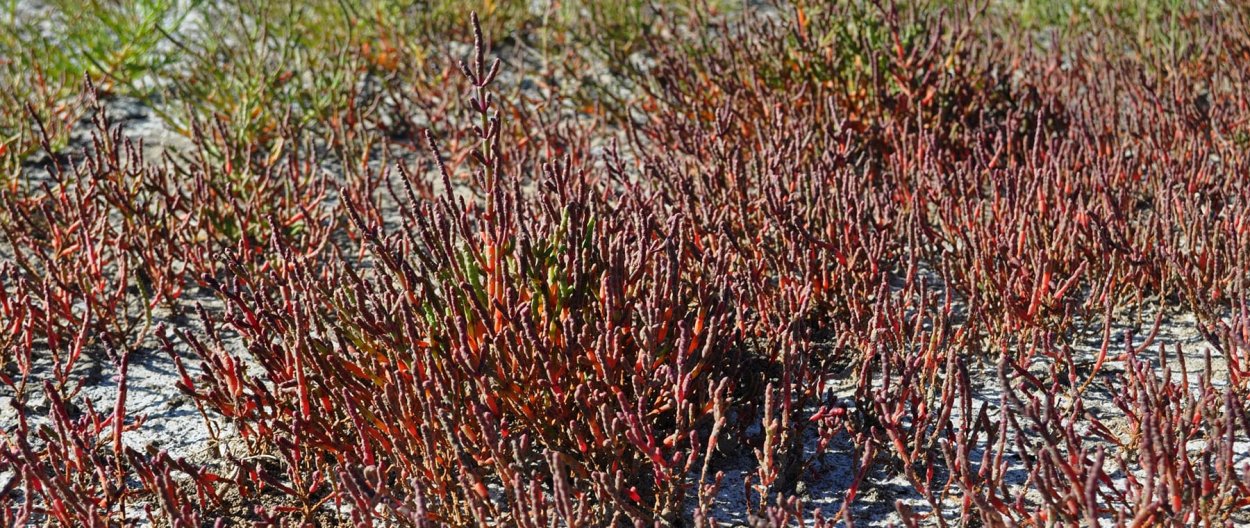 Растения галофиты солерос