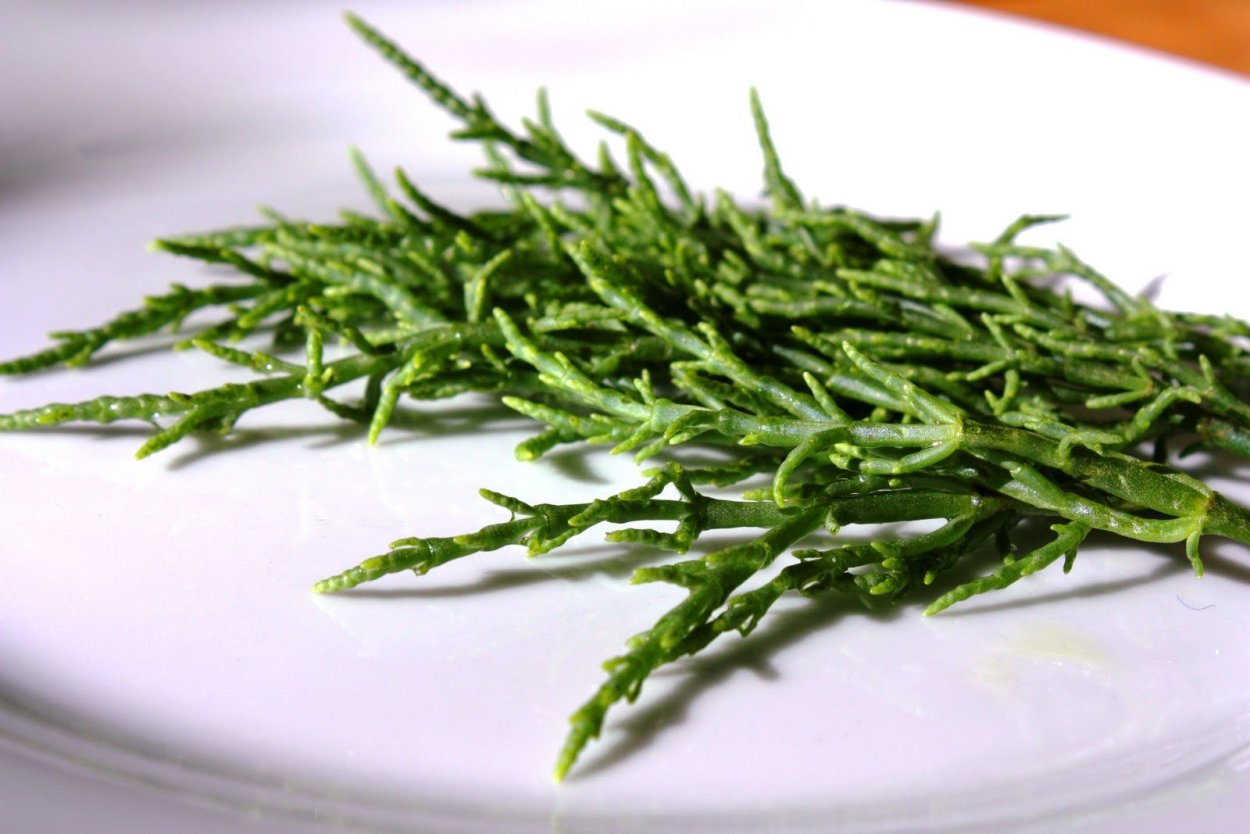 Солерос еда