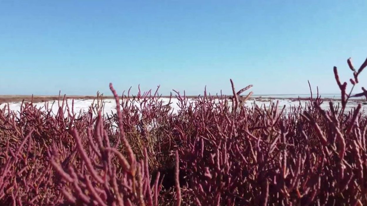 Солерос травянистый