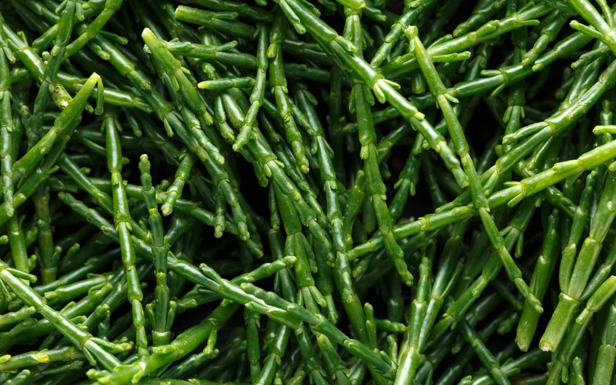 Лечебные травы в руках