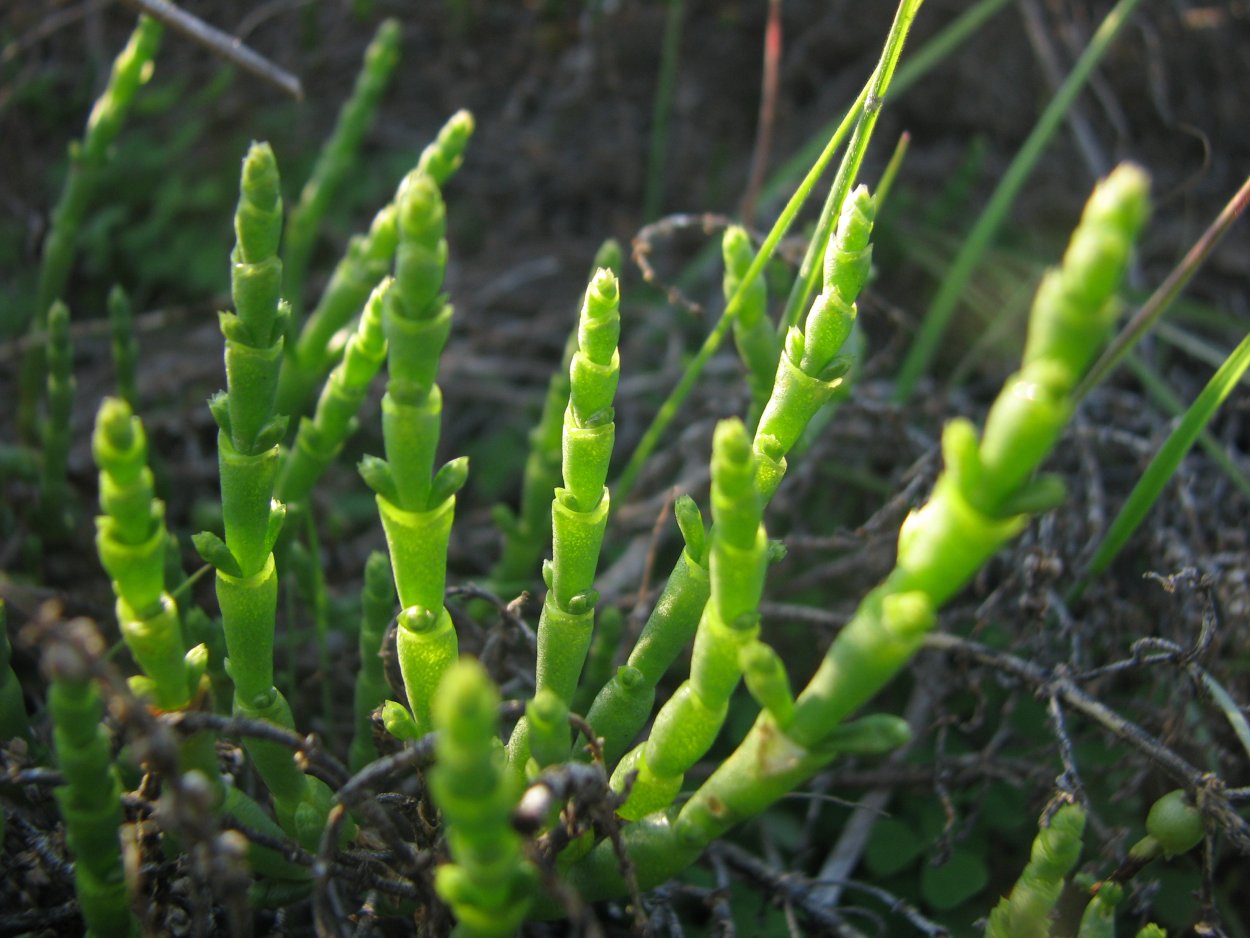 Солерос солончаковый