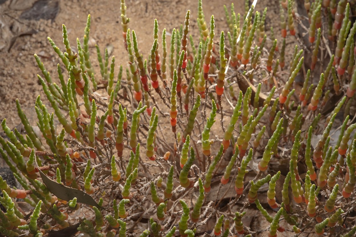 Солерос Крым