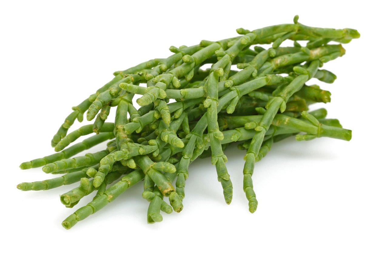 Солерос Европейский