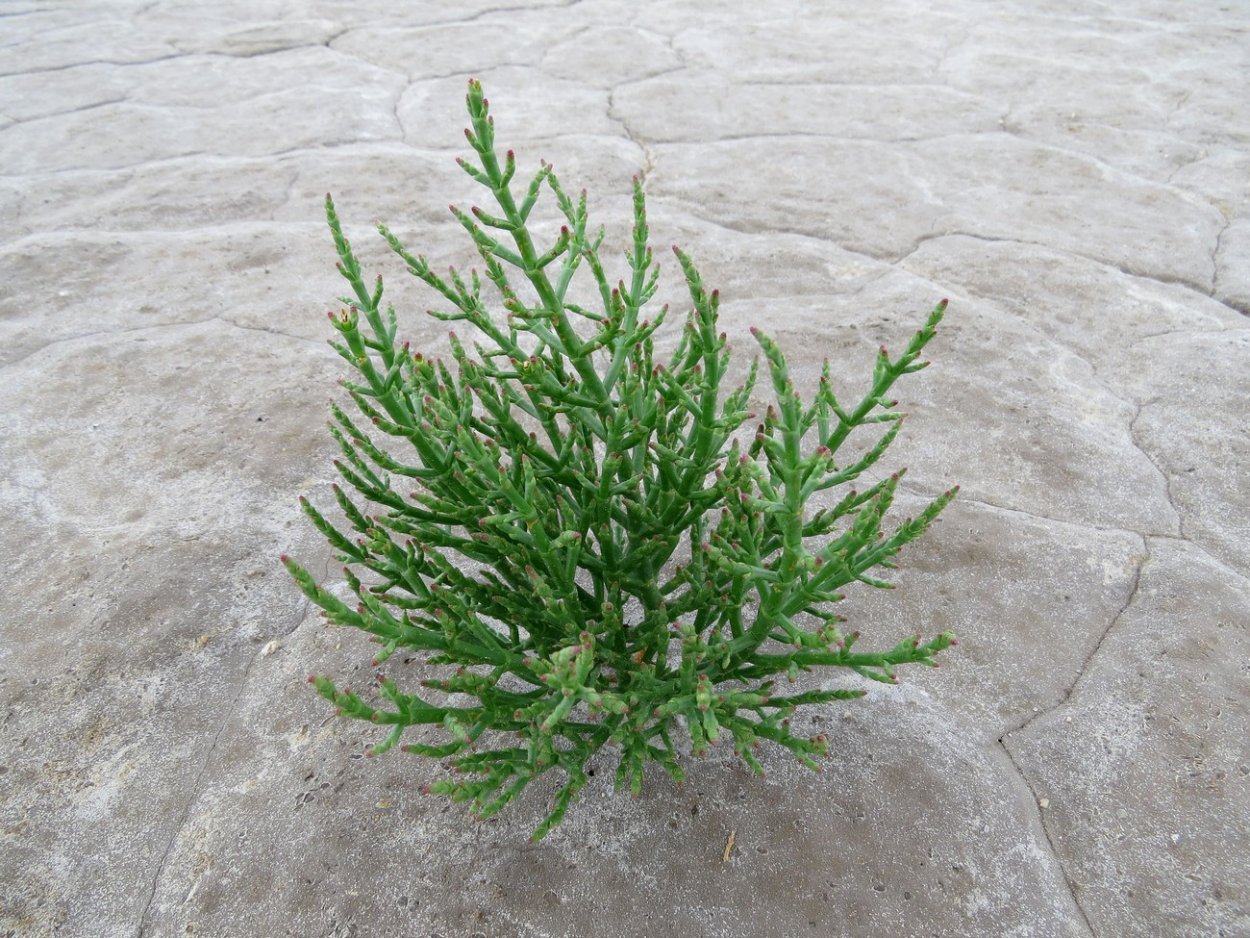 Солерос Salicornia rubra