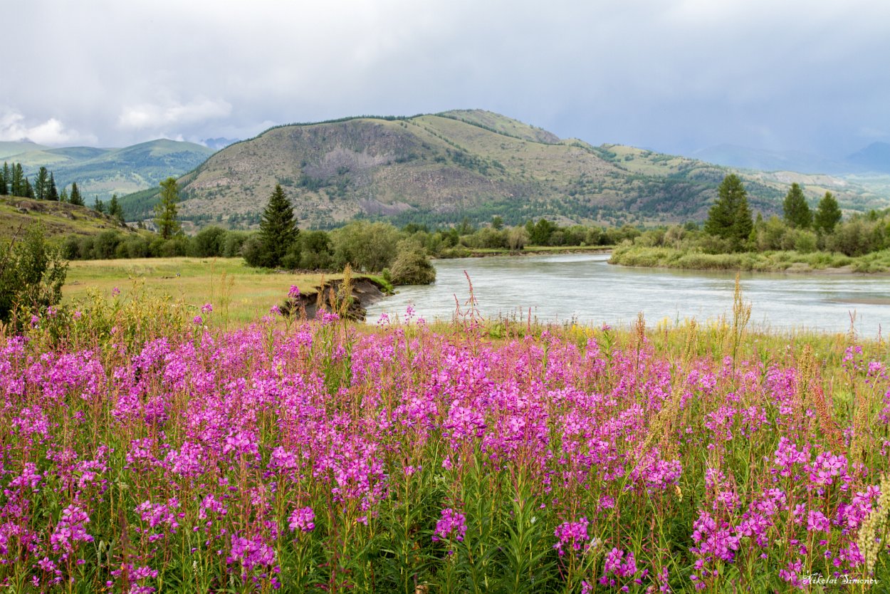 Лекарственные растения луговые Башкортостана