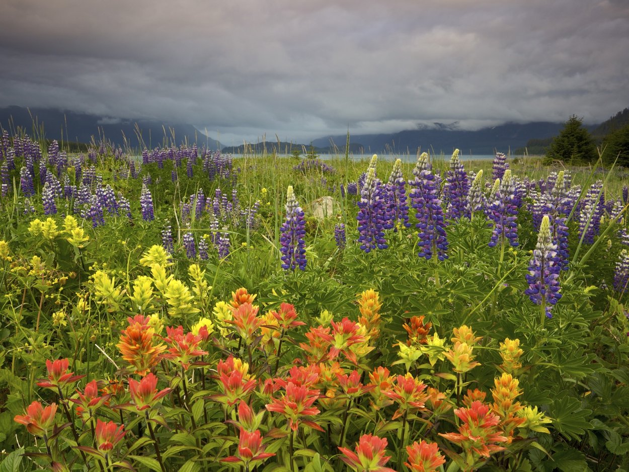 Иван чай горный Алтай