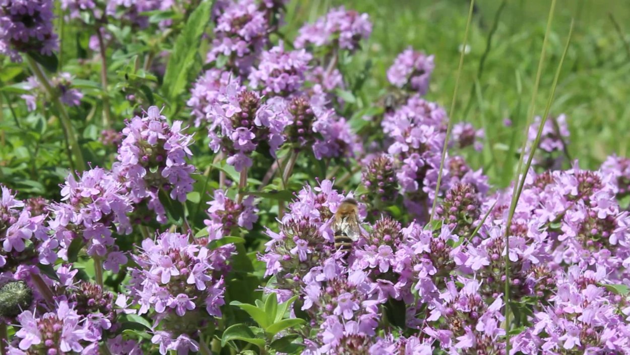 Травы Урала дикорастущие