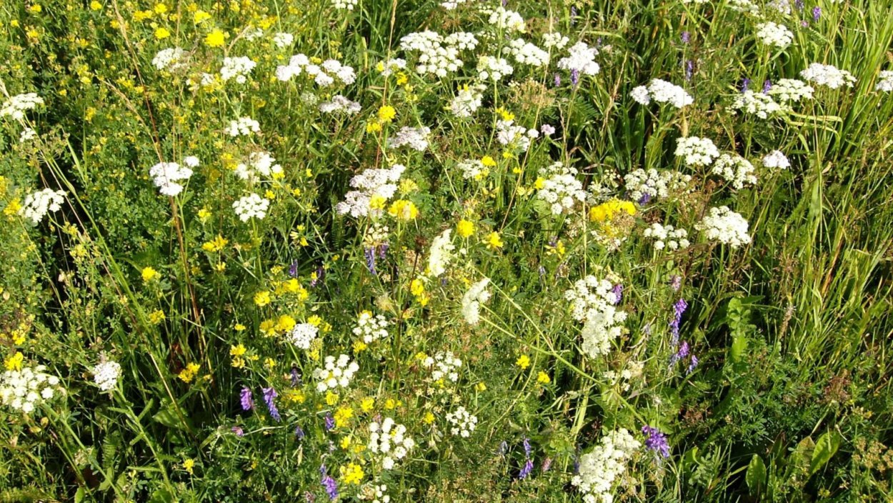 Горные лекарственные растения