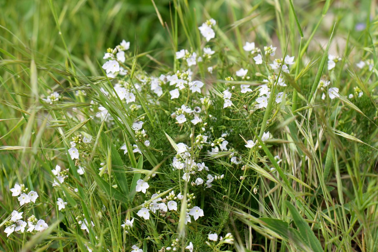 Лечебные растения Башкортостана