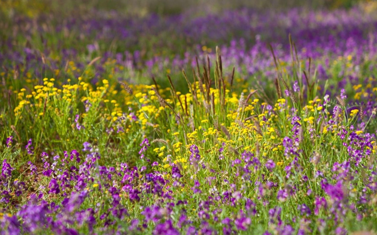 Аконогонон Альпийский Горец Альпийский