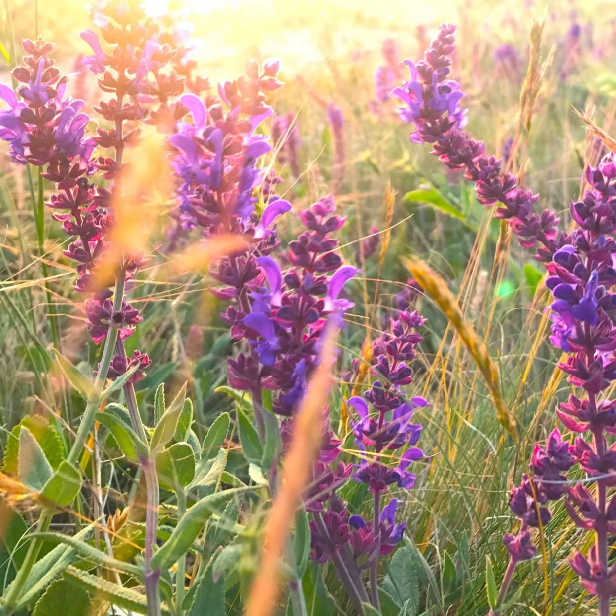 Полевые цветы медоносы