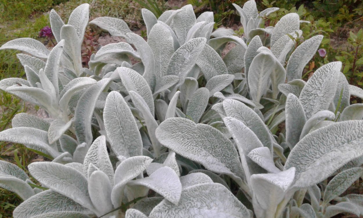 Заячьи ушки (стахис шерстистый)