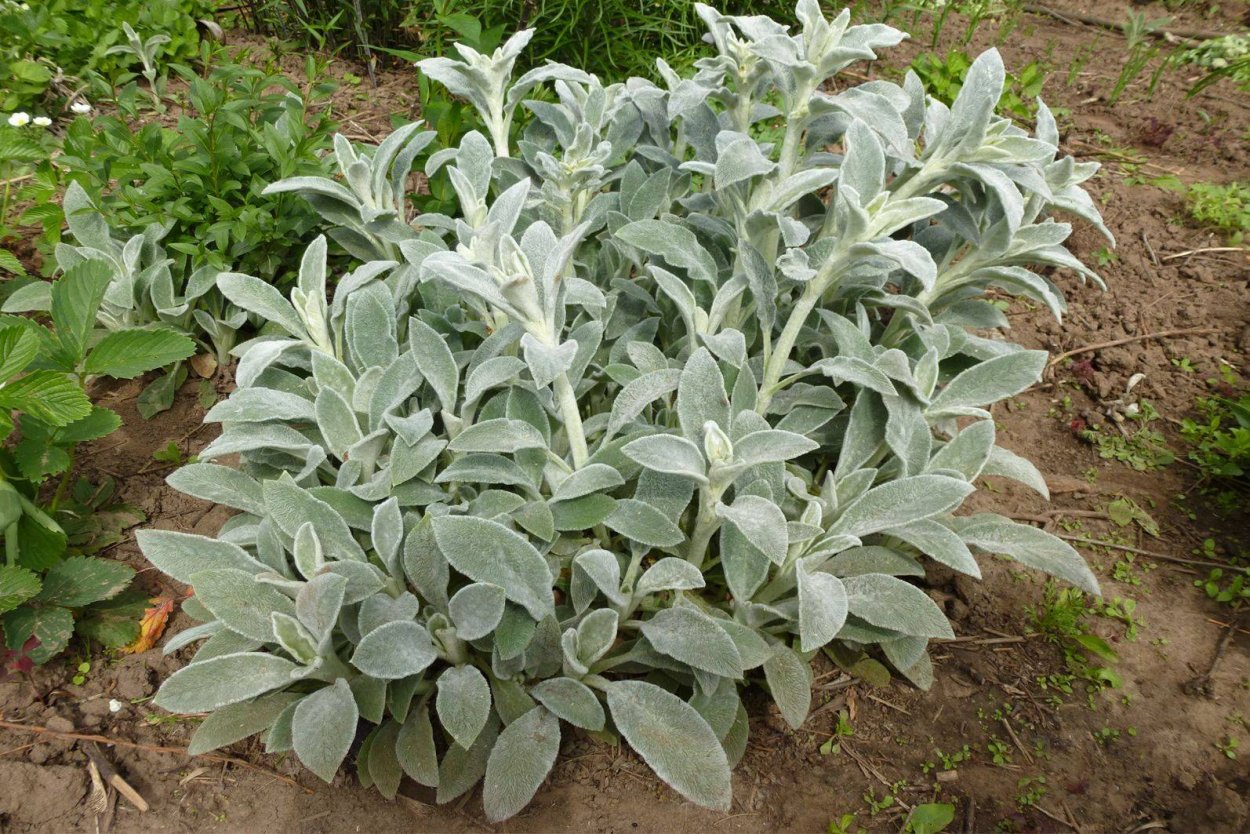 Стахис шерстистый Сильвер карпет