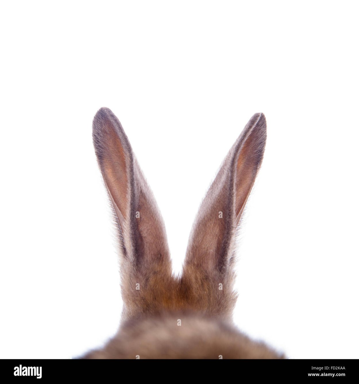 Стахис шерстистый овечьи ушки