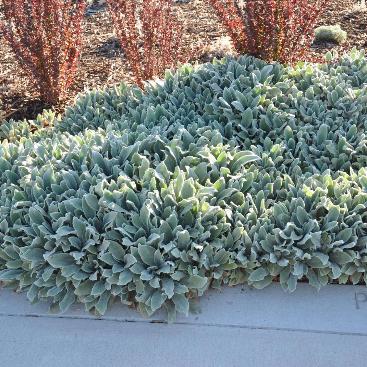 Стахис Медвежьи ушки