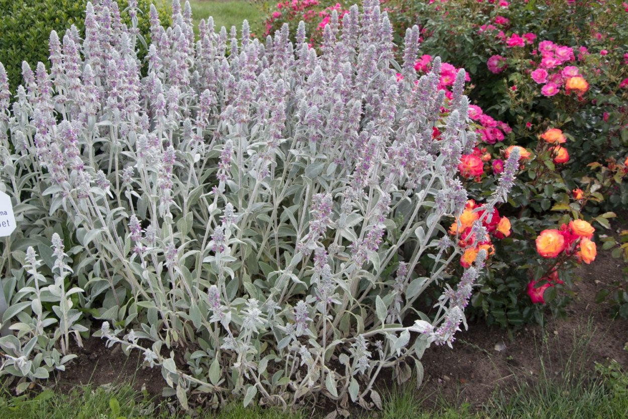 Стахис шерстистый чистец Византийский