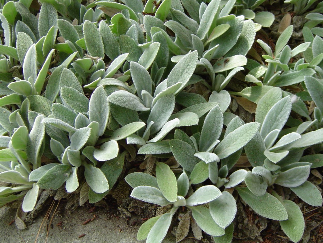 Стахис Сильвер карпет