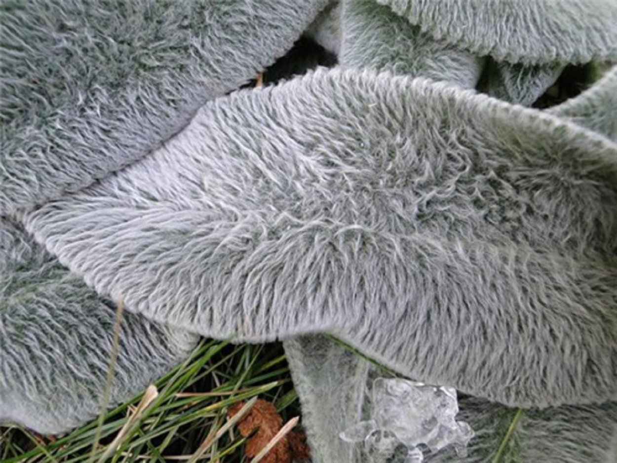 Кроличьи уши цветок