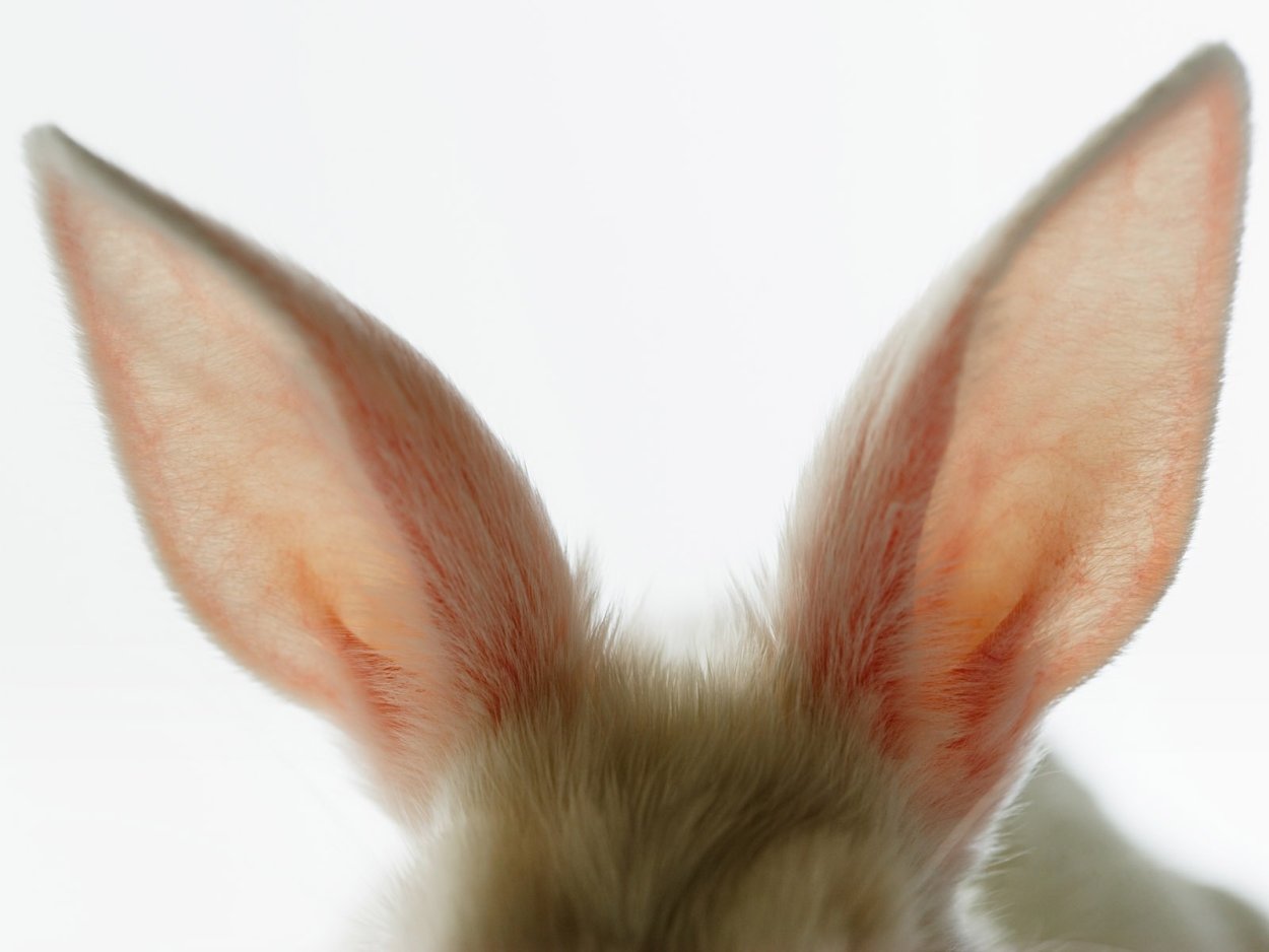 Чистец шерстистый Медвежьи ушки