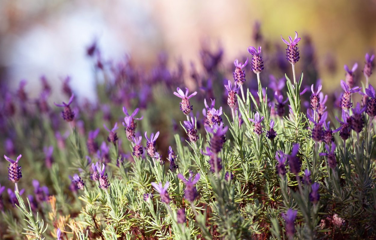Чабрец Лаванда Полевая