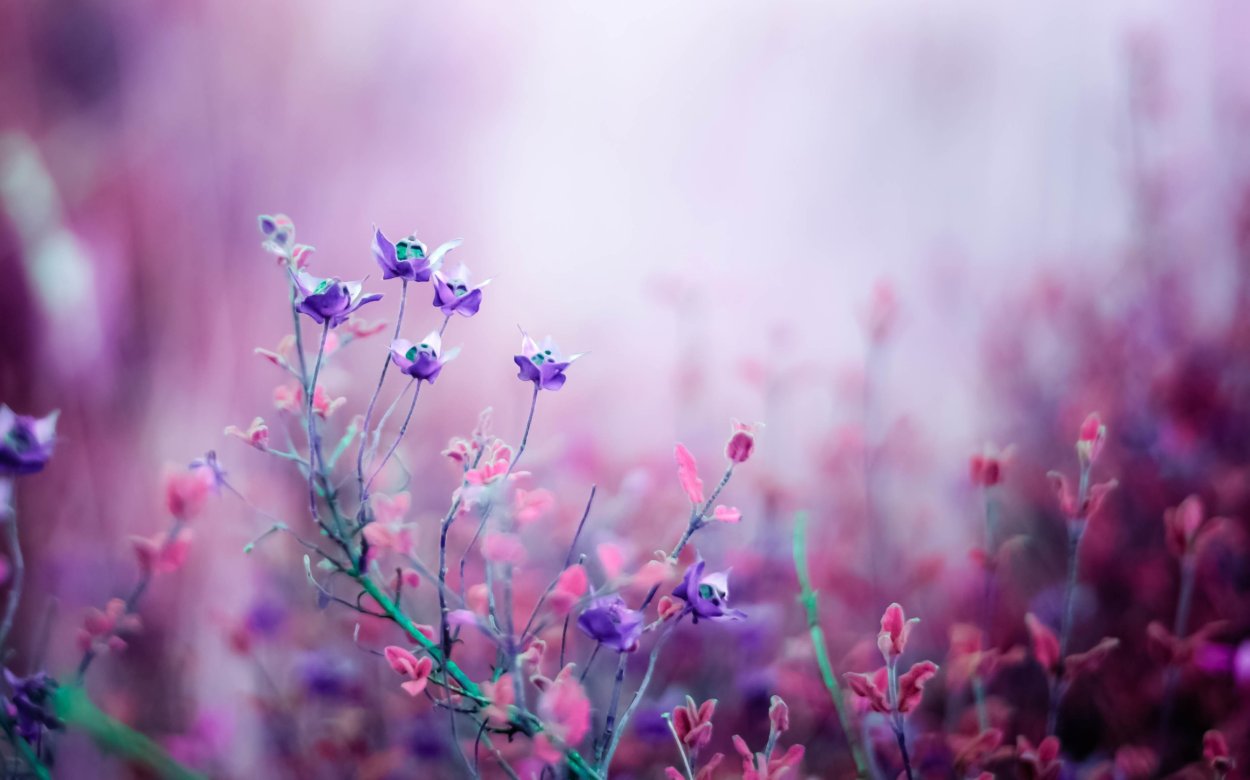 Сиреневые цветочки