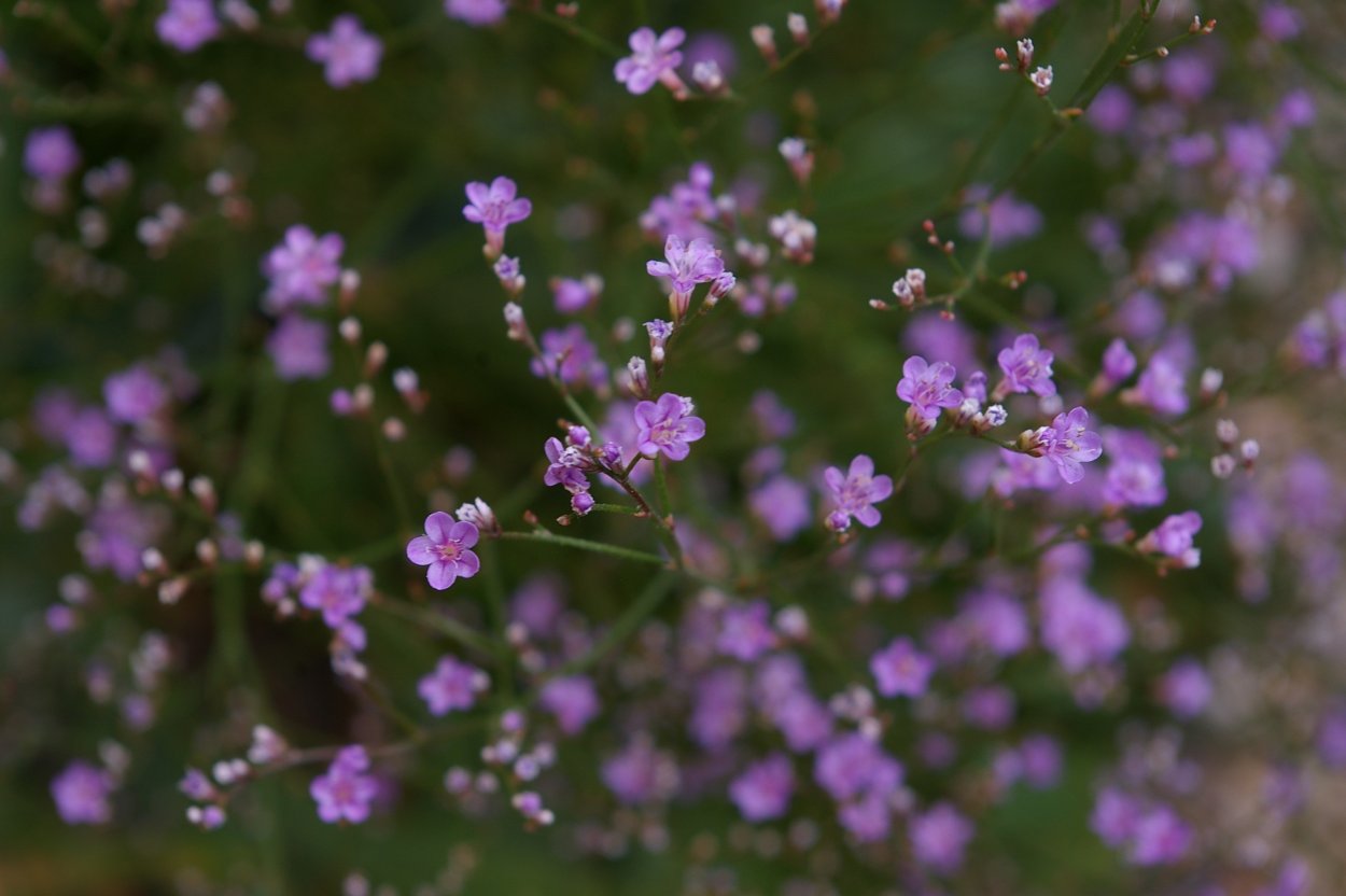 Нежно сиреневые цветы на траве