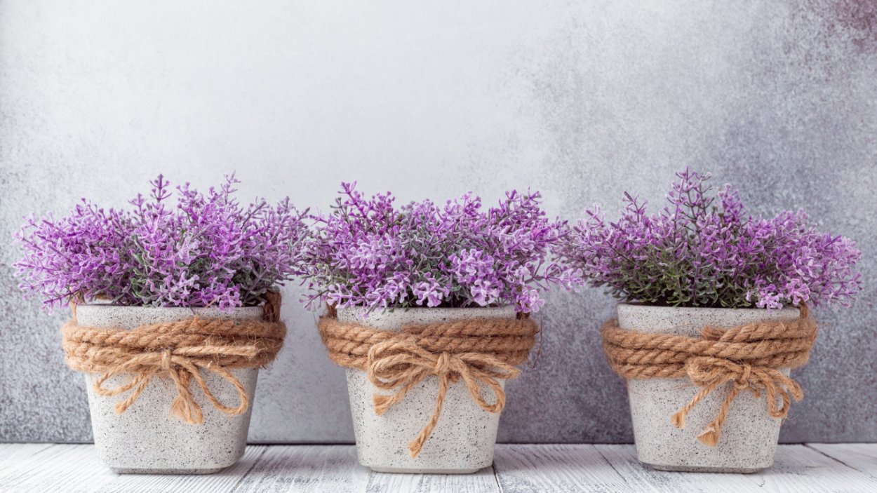 Цветок в горшке светло фиолетовый