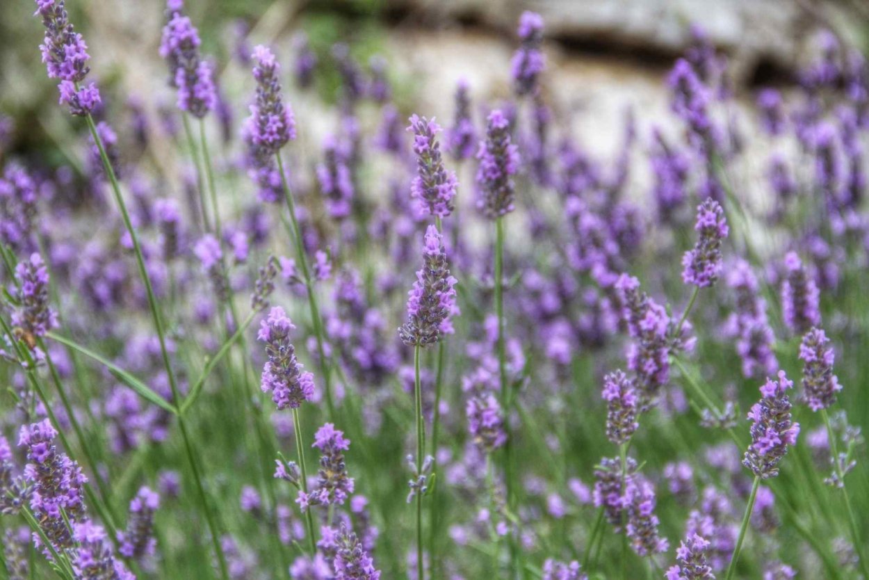 Лаванда Колосовая трава