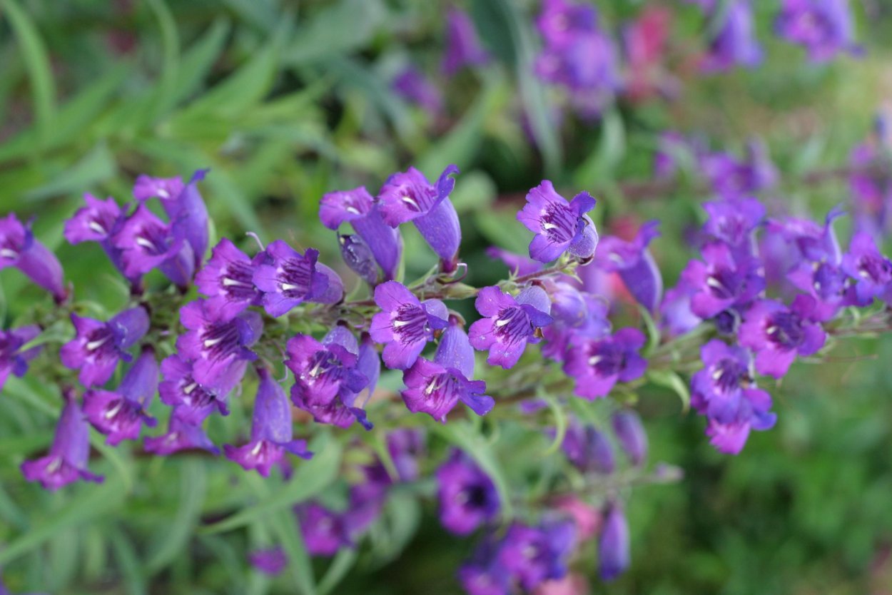 Растение с фиолетовыми цветами