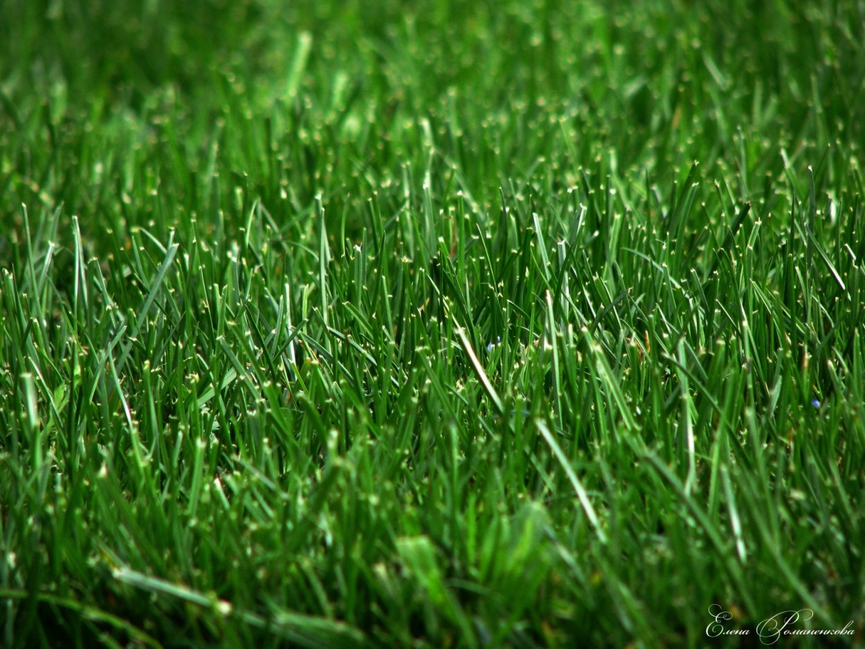 Овсяница красная