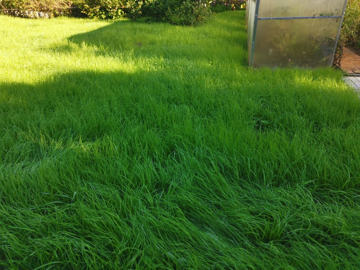 Мятлик Луговой для газона