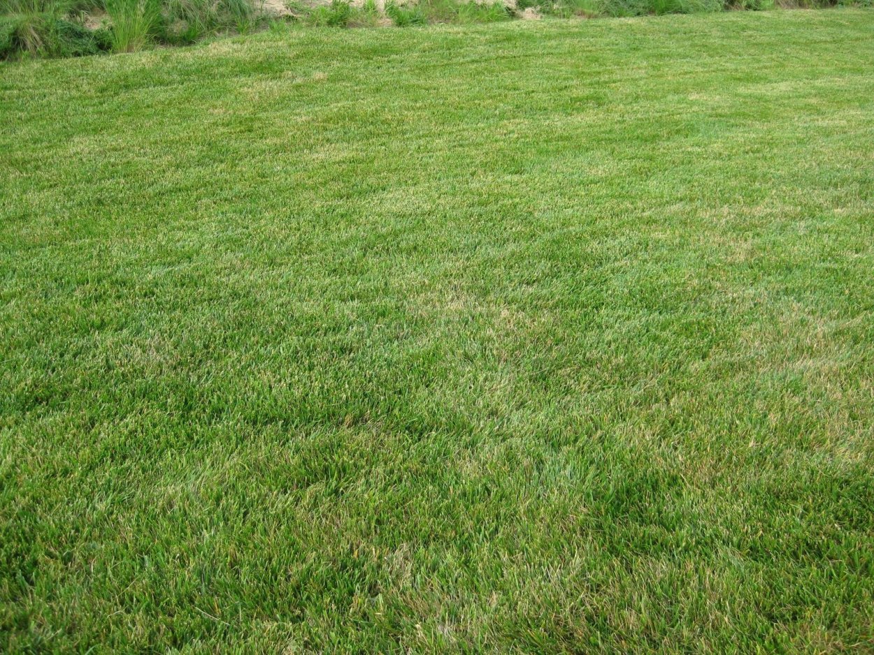 Полевица волосовидная