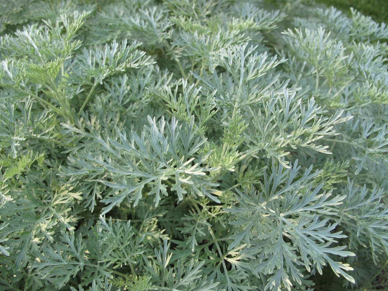 Полынь Artemisia arborescens Powis