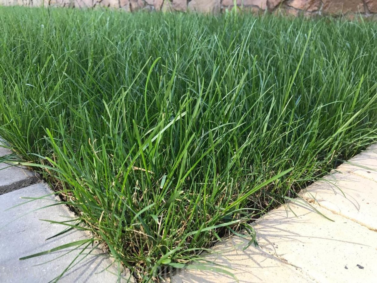 Овсяница Луговая (Festuca rubra