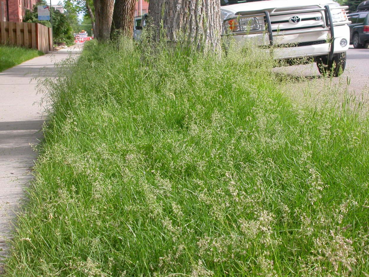 Овсяница Луговая (Festuca pratensis)