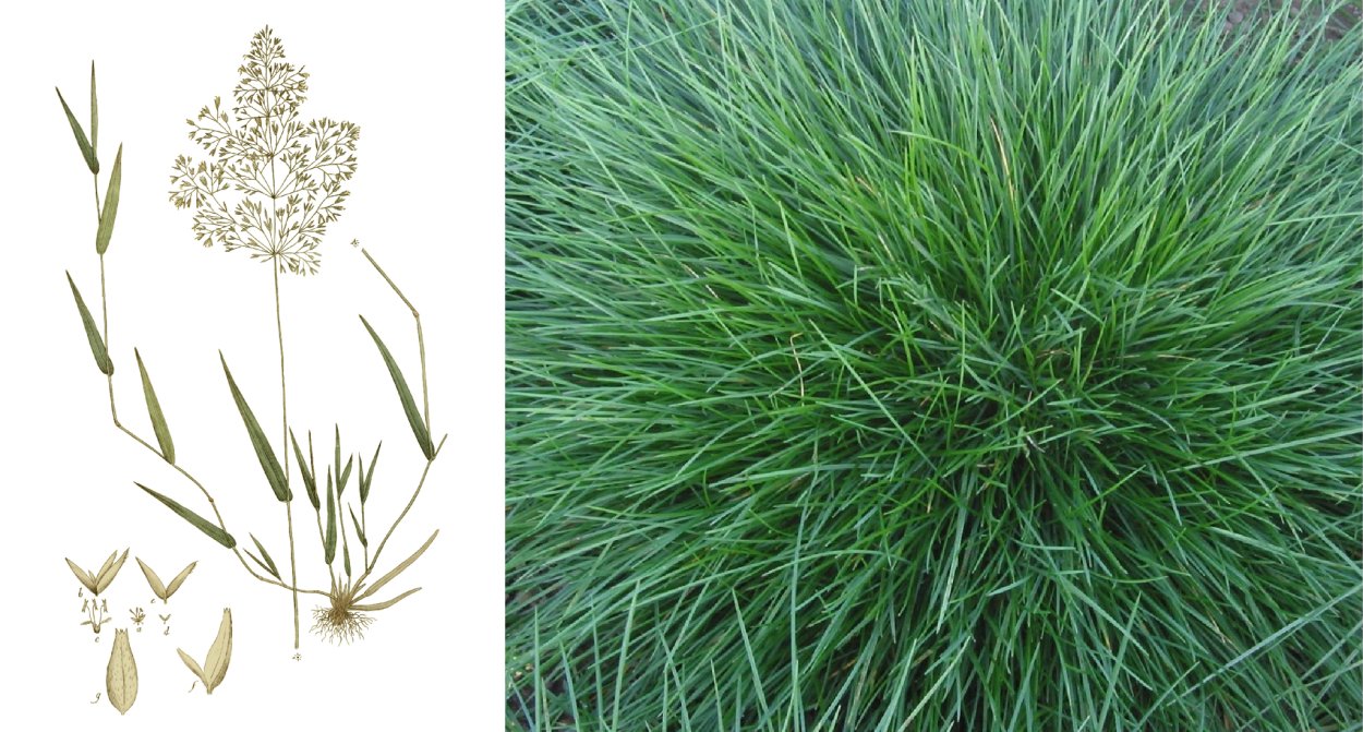 Овсяница красная (Festuca rubra)