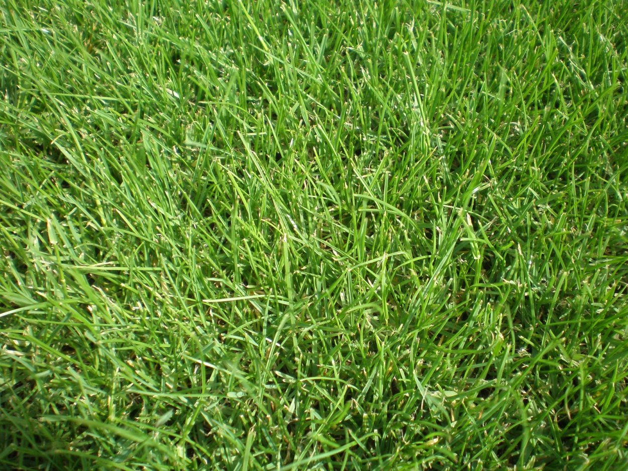 Овсяница (Festuca)