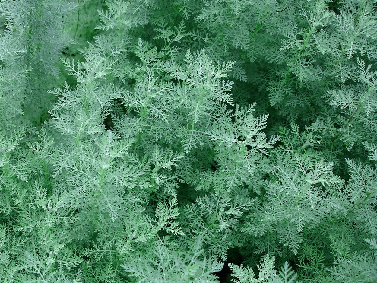 Полынь Божье дерево Тархун