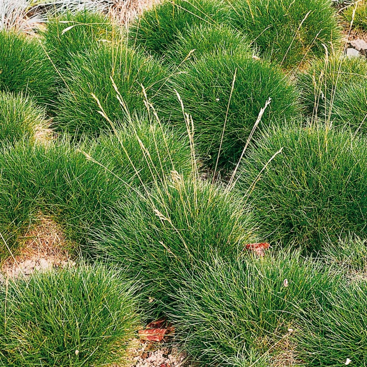 Овсяница Готье газон