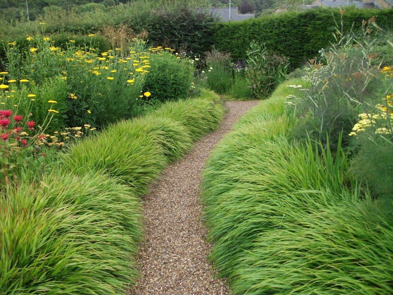 Овсяница Валлисская