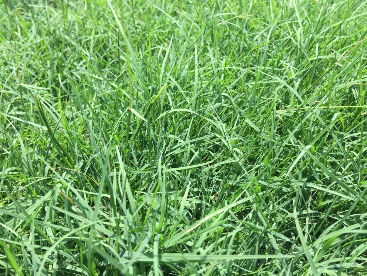 Овсяница тростниковая Меандре