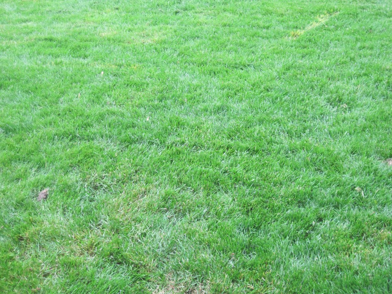 Овсяница красная красная