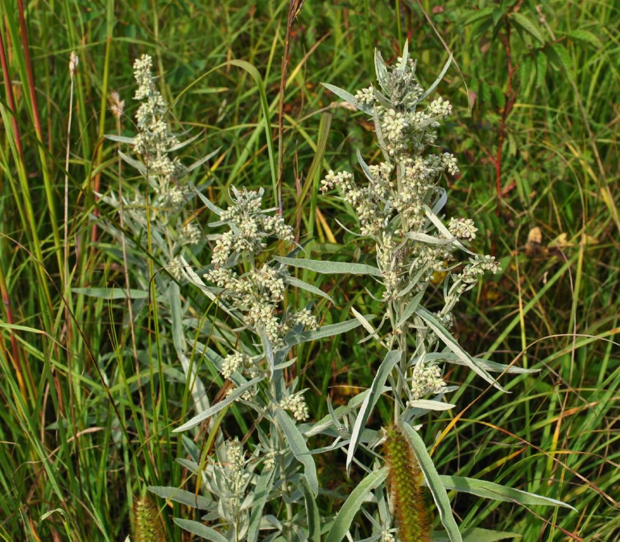 Artemisia halodendron