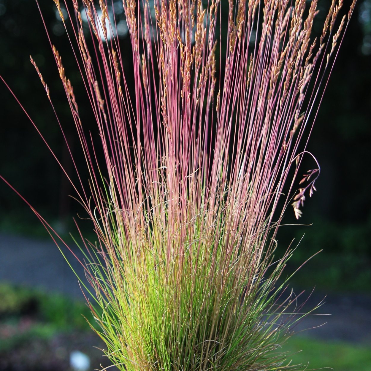 Овсяница фестука