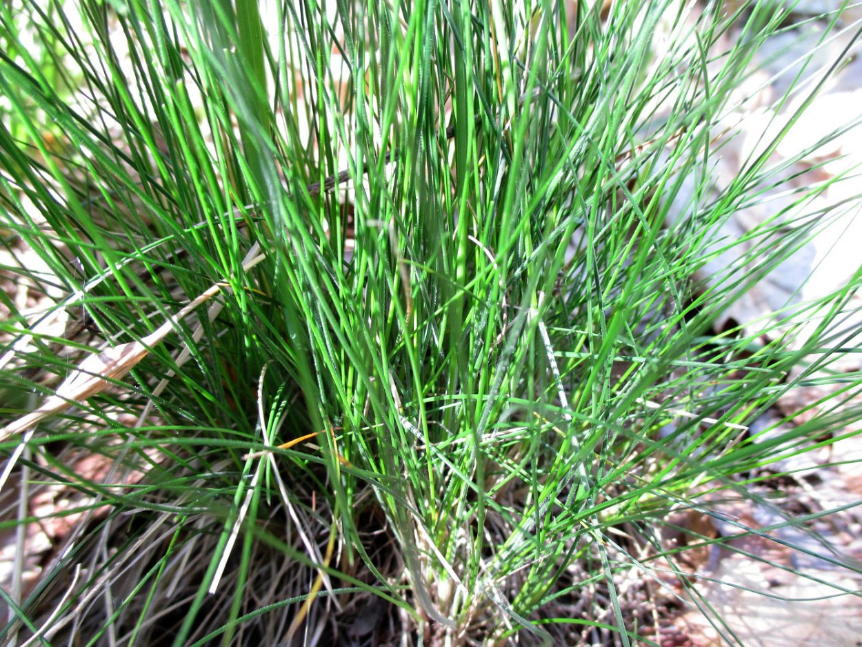 Райграс иконка