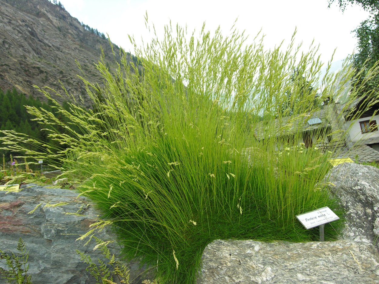 Овсяница шершаволистная