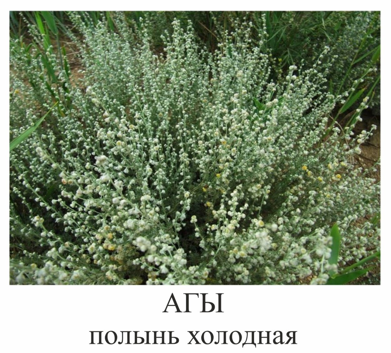 Полынь холодная Artemisia frigida