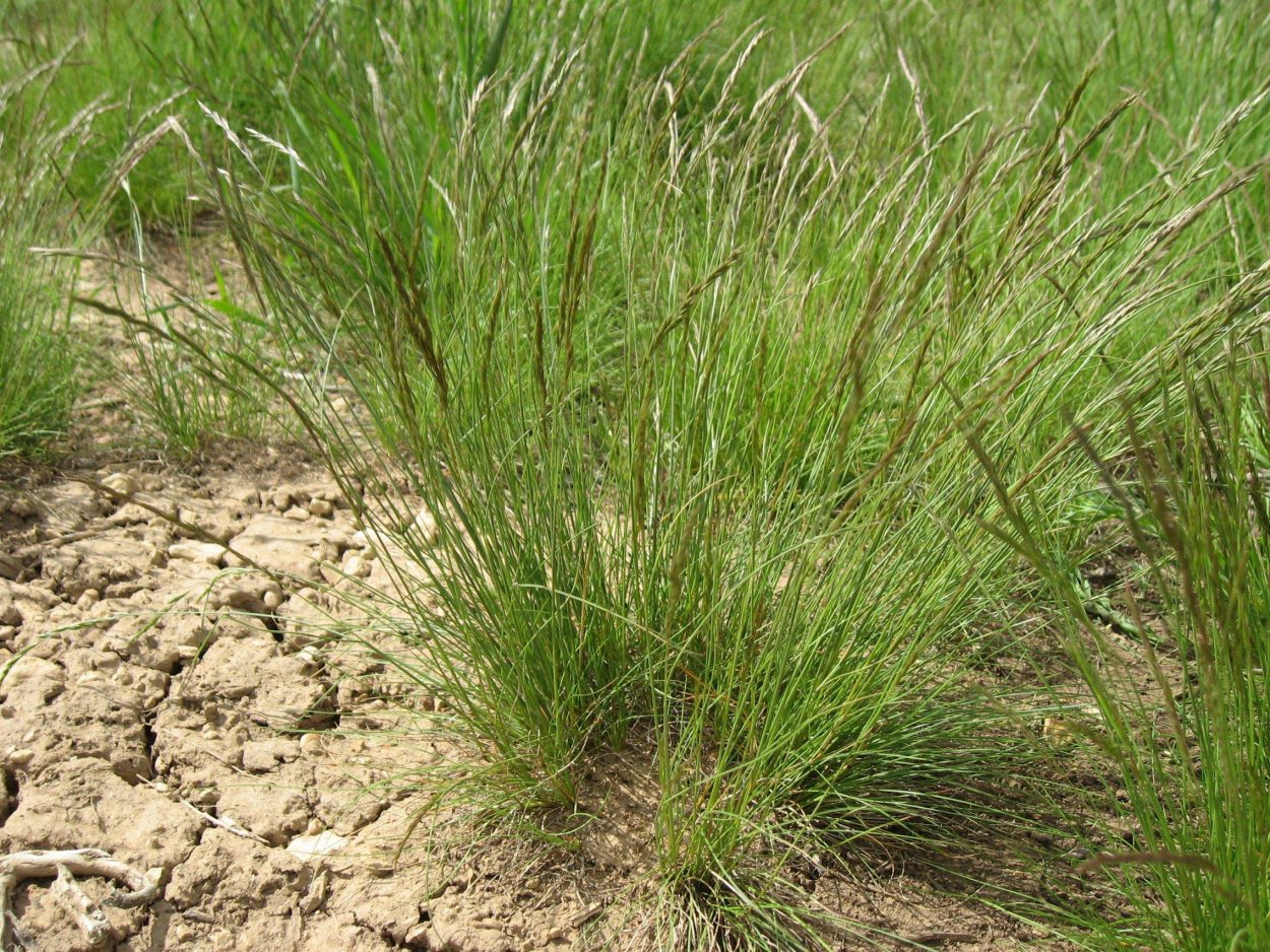 Овсяница Типчак