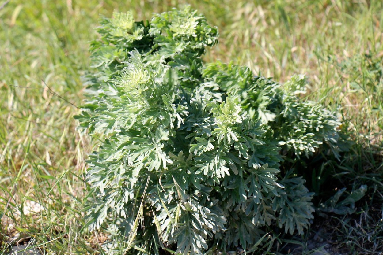 Полынь горькая (Artemisia absinthium)