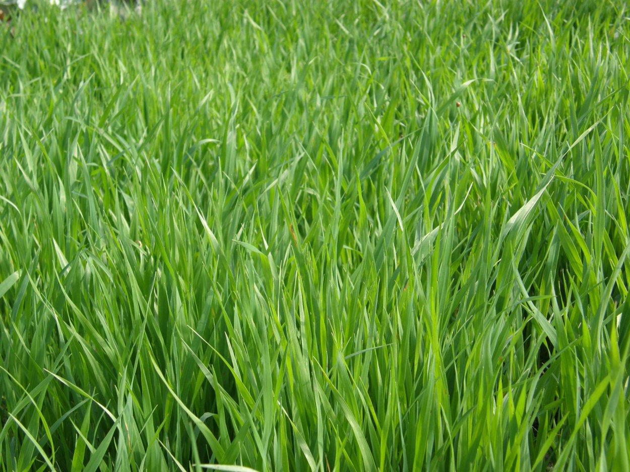 Райграс овсяница Тимофеевка